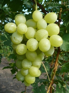 Саженцы винограда Спонсор #1698592