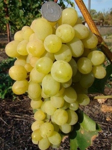 Саженцы винограда Супер Экстра #1698508