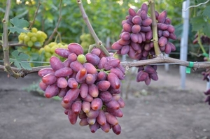 Саженцы винограда Талдун #1698554