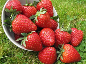 Саженцы клубники Вайбрант #1698577