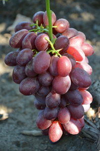 Саженцы винограда Валерия #1698550