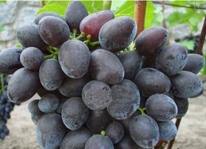 Саженцы винограда Вавилон #1698547