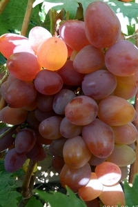 Саженцы винограда Вероника #1698538