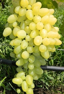 Саженцы винограда Зарница #1698571