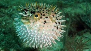 Сувенир-иглобрюх #1632199