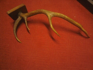 Продам рога оленя в хорошем состоянии.   #1701188