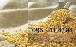 Кукурудза товарна 2020 #1700981