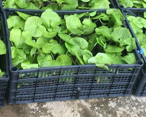 54 x WASABI PLANTS sadzonki sushi plant pflanze japan farm seed #1701342