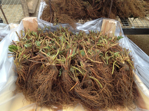 Продам саженец Клубники Фриго сорта Альбион Альба Мурано Кабрило Клери Хоней  #1702177