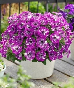 Вегетативная ампельная петуния #1704862