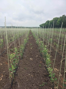 Колышки и опоры для растений из композитных материалов POLYARM  #1707018