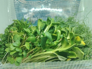 Продам микрозелень оптом #1707469