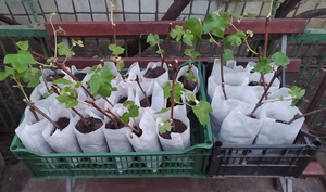 Саженцы винограда различные сорта 2021 г #1707960