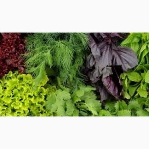 Зелень оптом - Мелитополь,  Запорожская обл. #1709875