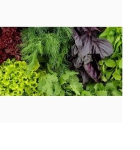 Продам зелень оптом в Мелитополе.  #1710962