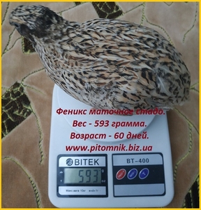 Инкубационные яйца перепела Феникс Золотистый - (селекция Франции). #1711191