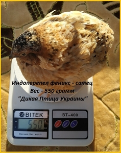 Инкубационные яйца перепелов. #1711186