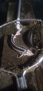 Осетр для зариблення водойм #1711512