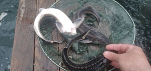 Осетр для зарыбления водоемов #1710895