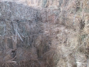 Продам сіно Лугове різнотравья в тюках #1712995