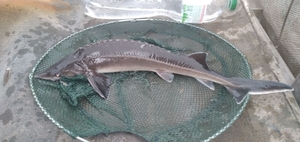 Зарыбок осетра #1712215