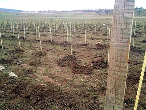 Производим Опоры и колышки  для растений из композитных материалов Polyarm. #1714138