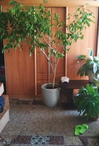 1-2 ком квартира,  комната,  гараж в оренду почасово и посуточно #1715120