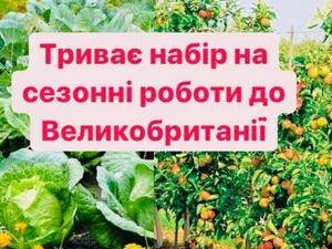 Сезонна робота у Великобританії #1714017