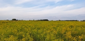 Продам земельный участок под жилую застройку в селе Гоголев,  Киевской области #1716103