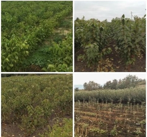 Саженцы недорого из Питомника Плодоцентр #1716469