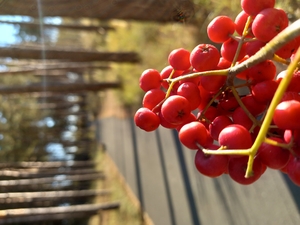 Совместимость,  выбор даты,  прогноз по здоровью #1717501