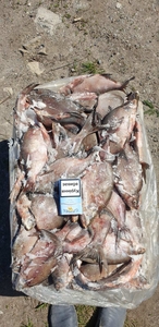 рыба,  риба,  толстолоб,  толстолобик,  тарань,  лещ,  лящ,  густера #1717229