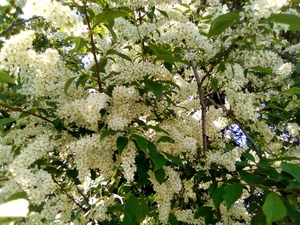 саженцы черёмухи #1660361