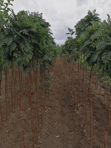 Рябина штамбовая,  хенамелис штамбовый,  боярышник штамбовый,  розн. опт. #1718193