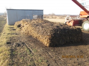 Продам перегній коров’ячий у мішках #1718472