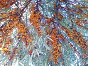 саженцы самоплодной облепихи #1660355