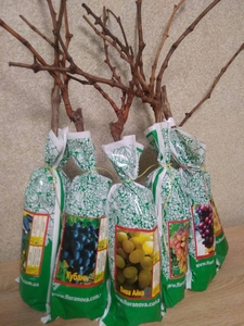 Продажа саженцев винограда ОПТ на весну 2022 года #1720453