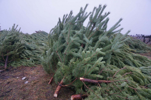 Елка живая новогодняя #1719907