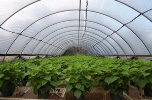 Пропонуємо до продажу тепличну плівку VATAN PLASTIK #1720369