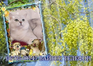 Серебристо шиншиловый кот ждет прямоухих, вислоухих невест на свидания. #1715571