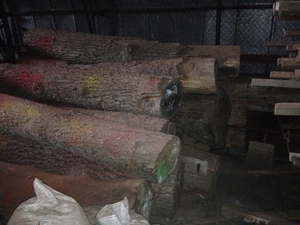 Дуб кругляк  #1258349