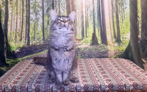 Котята породы мейн-кун из питомника #1722234
