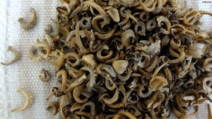 семена календулы #1722483