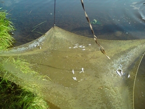 Паук-малявочник #1601980