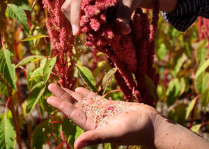 Посівний матеріал амаранту #1724207