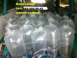 Продам малек (зарыбок) судака т.0668669045 #1724019