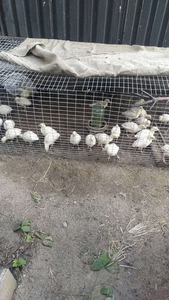 Продам индюшат #1725620