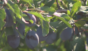 Продам сливу прямо с сада в ассортименте #1726077