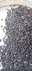 Купуємо насіння соняшника на елеваторі м. Новоархангельск #1725440