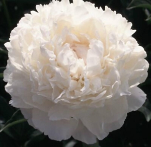 Махровые травянистые пионы из частной коллекции #1725328